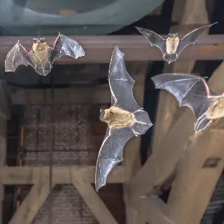 Bat and bird exclusion