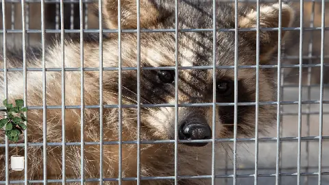 Raccoon removal