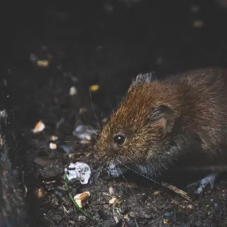 Rat and mouse removal