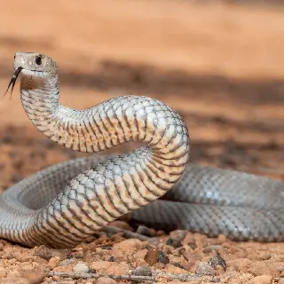 Snake removal