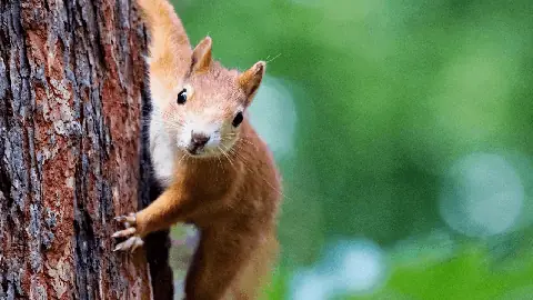 Squirrel removal